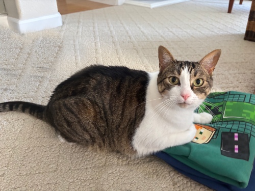 Kate the cat
